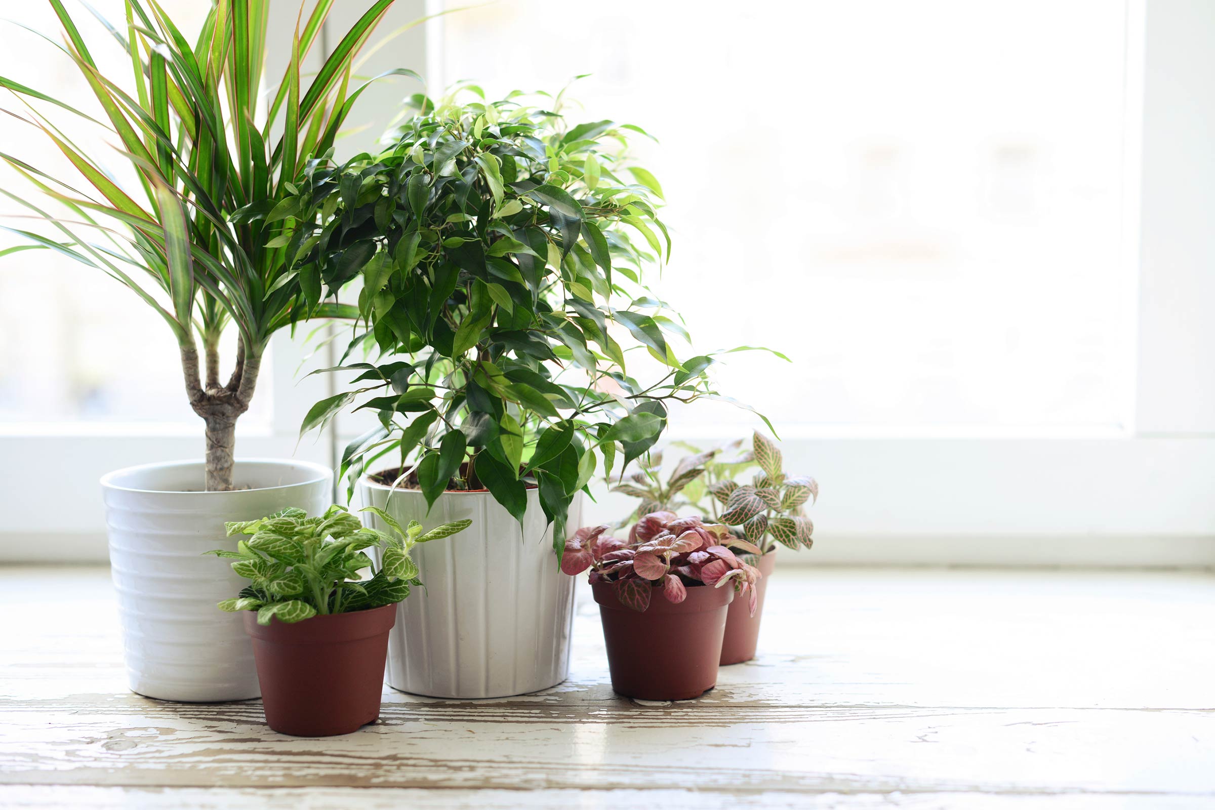 Repotting House Plants