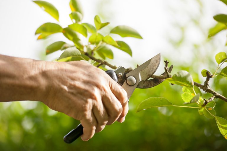 Is March the Best Month for Pruning Trees