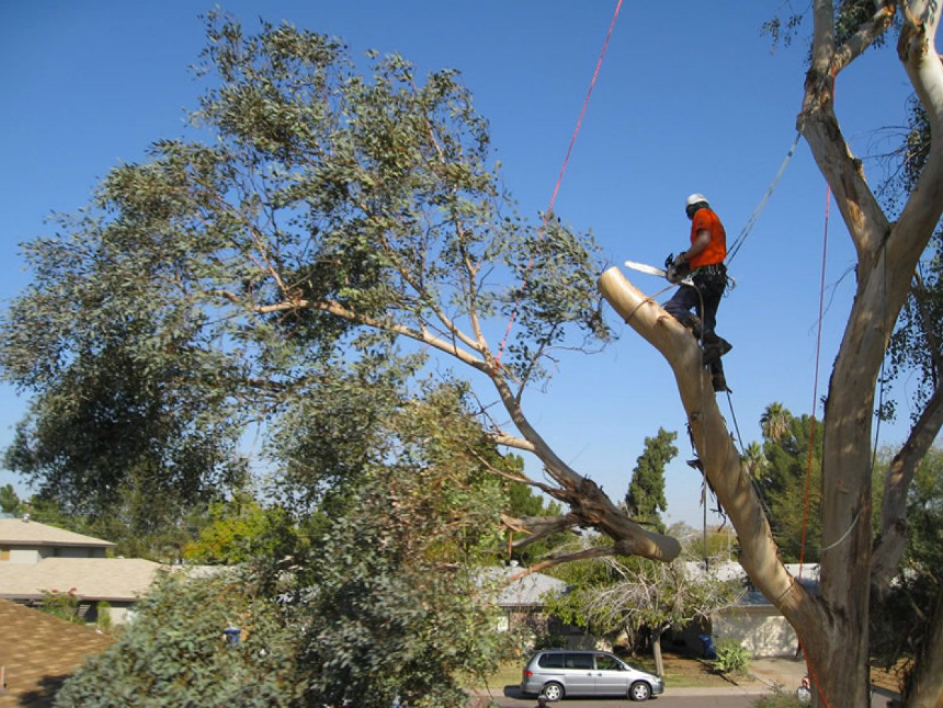 gold coast tree removal
