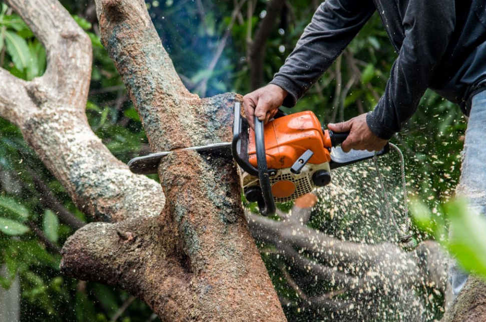 gold coast tree removal