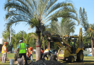 palm tree removal on the Gold Coast