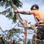 arborist on the Gold Coast