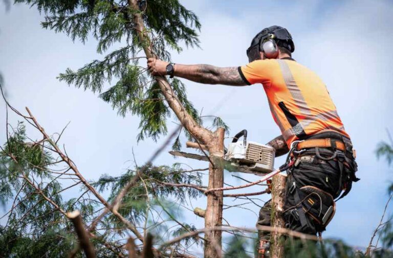 arborist on the Gold Coast